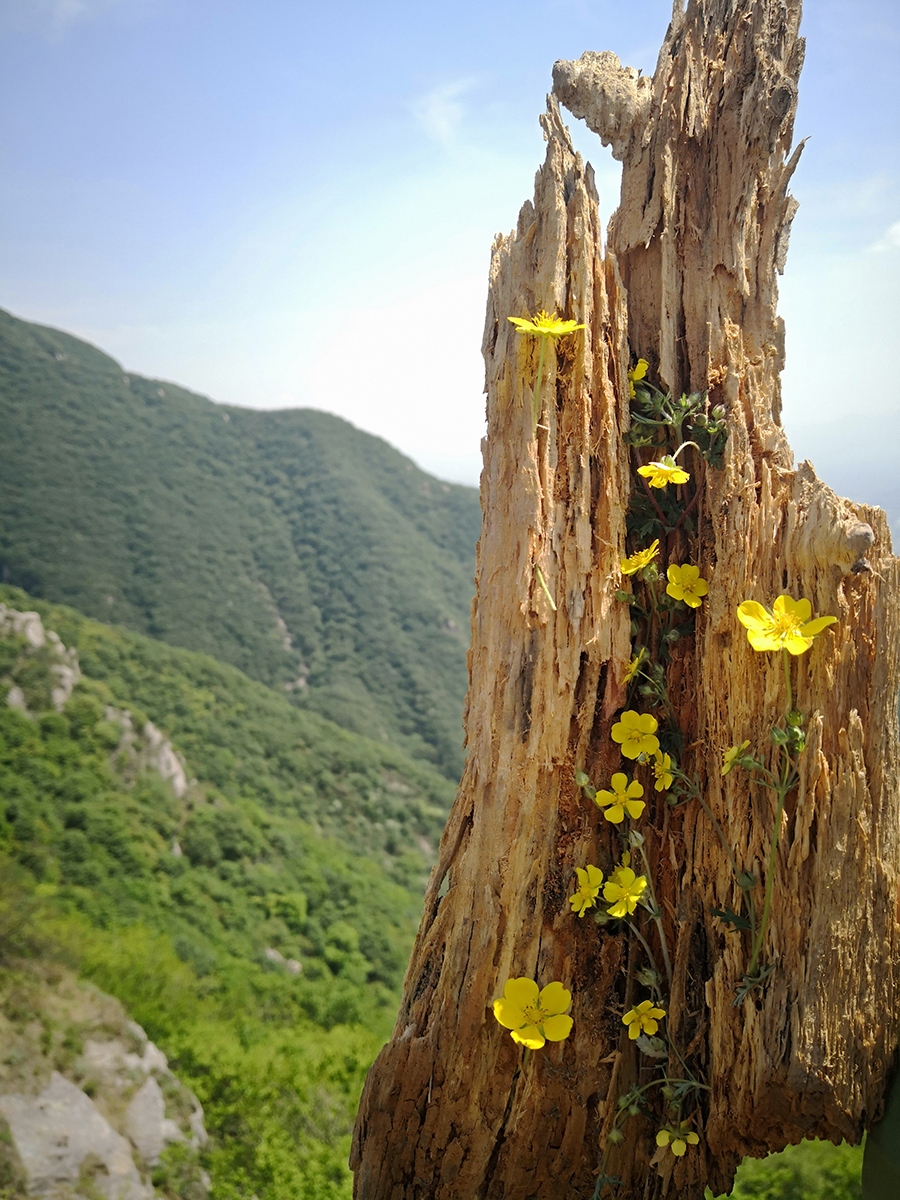 24大师做的景·摄影·秦艳芳.jpg