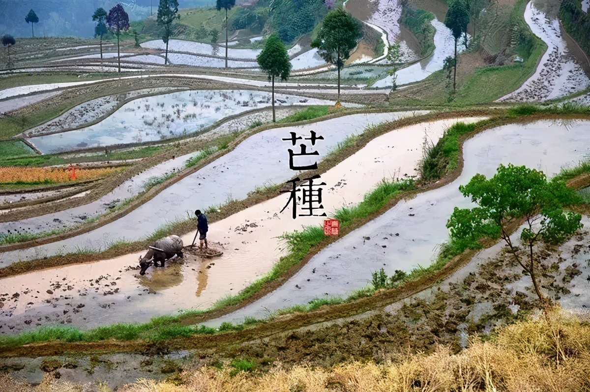 节气｜今日芒种：又到青梅煮酒时